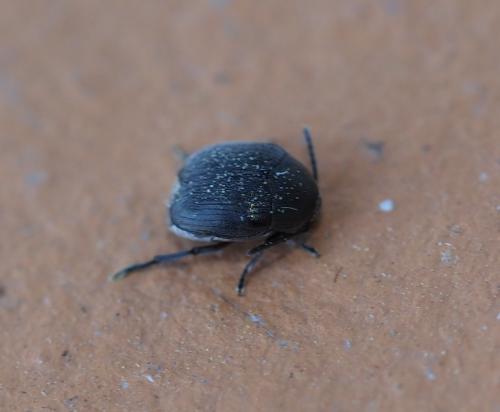 Réf. 226 078 : Spermophagus sp.